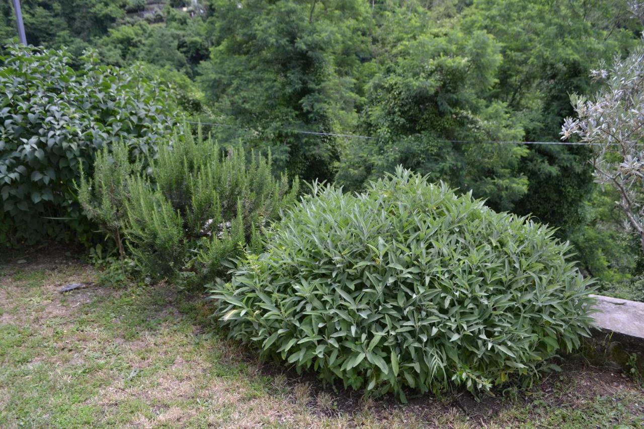 La Limonaia Di Casagrande Villa Barga Bagian luar foto